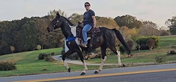 all-around-spotted-saddle-horse