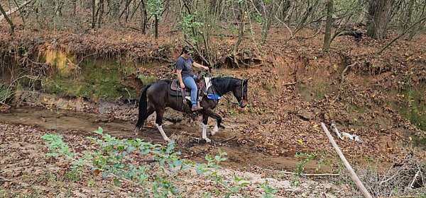 athletic-spotted-saddle-horse