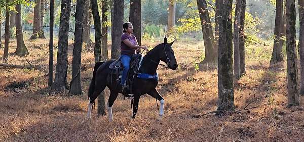 beginner-spotted-saddle-horse