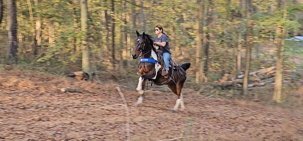 finished-spotted-saddle-horse