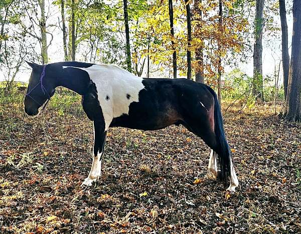 flaxen-mane-spotted-saddle-horse