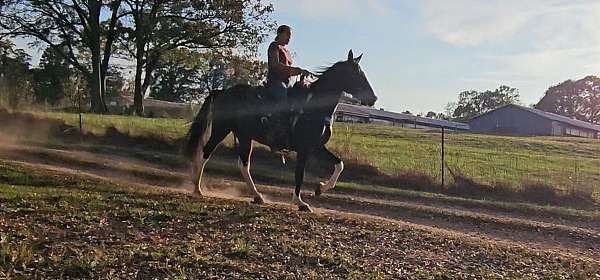 flashy-spotted-saddle-horse