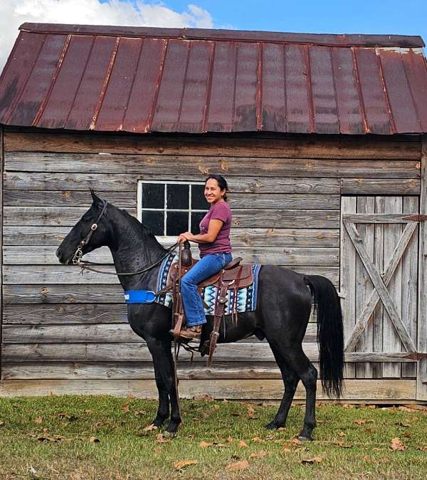 trail-gaited-horse-tennessee-walking