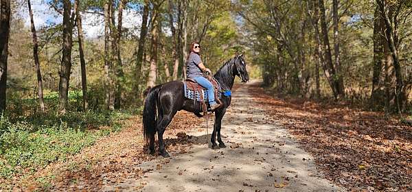 trained-gaited-horse-tennessee-walking