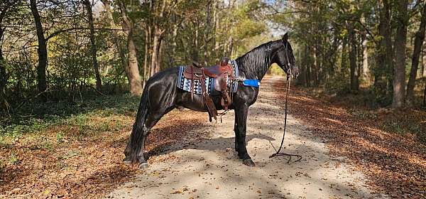 gaited-horse-tennessee-walking