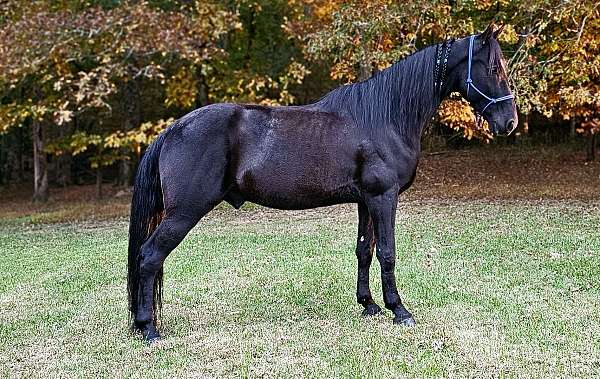 show-horse-tennessee-walking