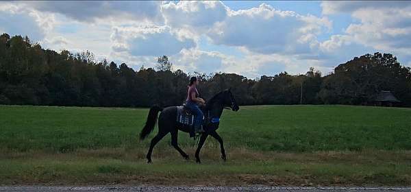 husband-safe-horse-tennessee-walking