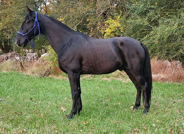 black-horse-tennessee-walking