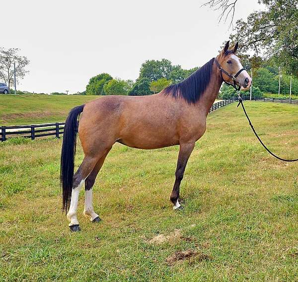 hunt-seat-equitation-kentucky-mountain-horse