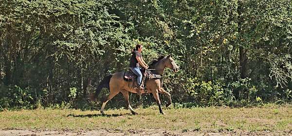 gaited-horse-kentucky-mountain