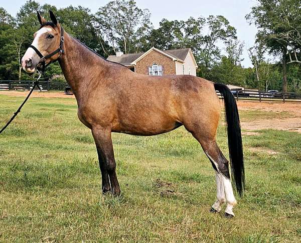 kentucky-mountain-horse