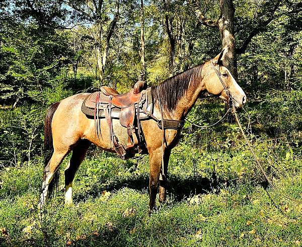 trail-gaited-horse-kentucky-mountain