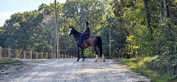 family-horse-kentucky-mountain