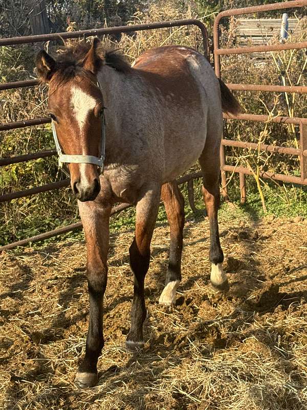 all-around-quarter-horse