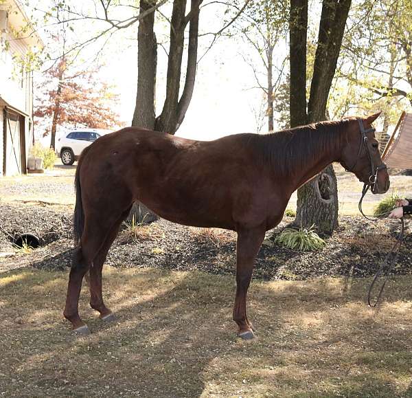 all-around-quarter-horse