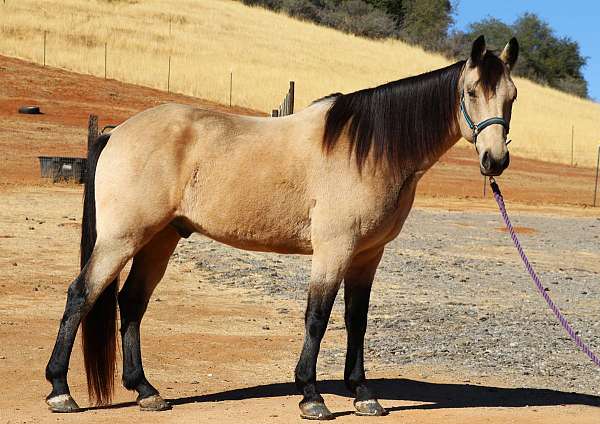 field-trial-kentucky-mountain-horse