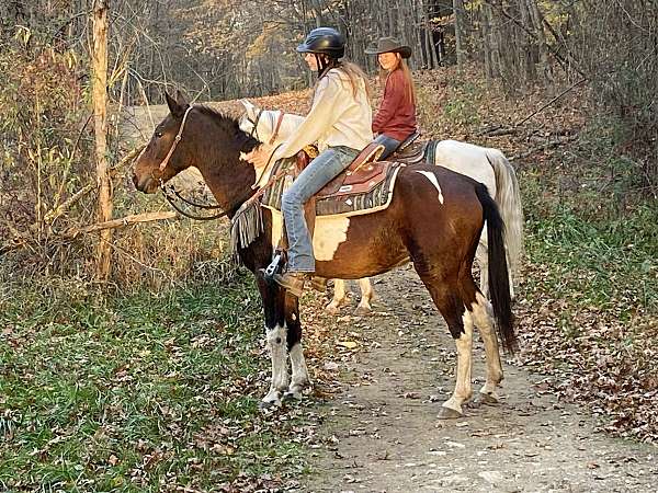 all-around-tennessee-walking-horse