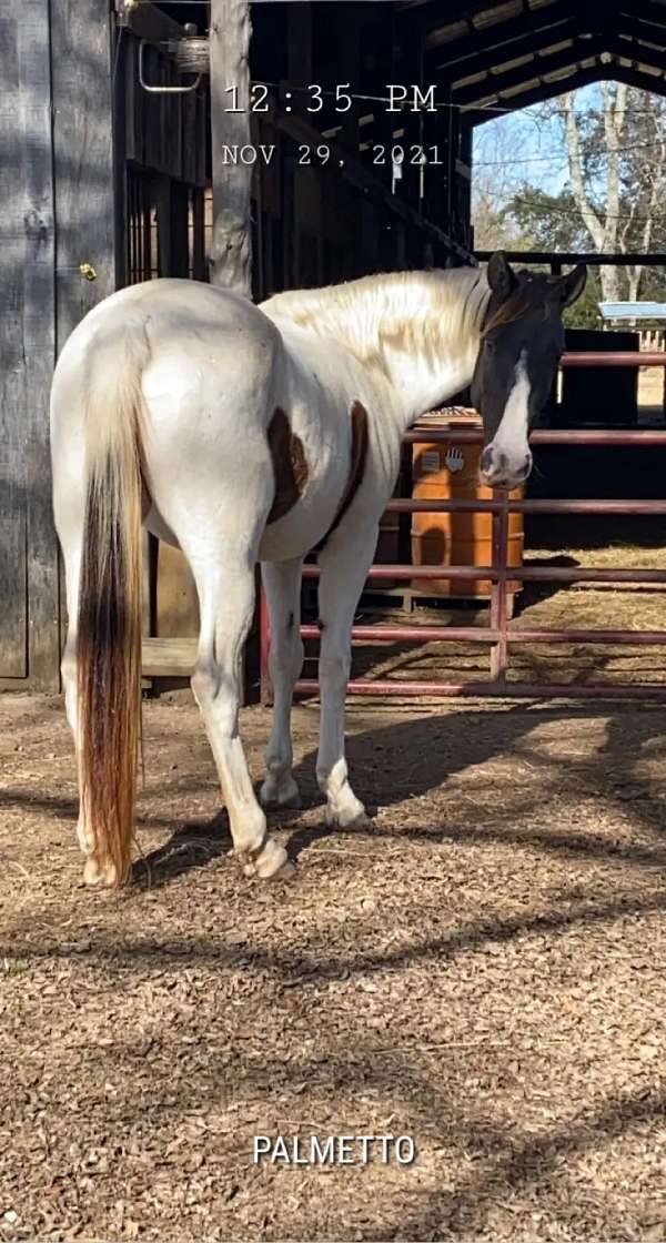 black-white-tobiano-horse