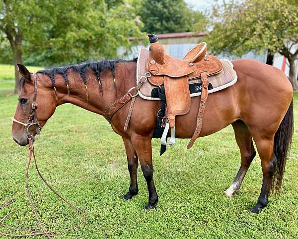 barrel-quarter-horse