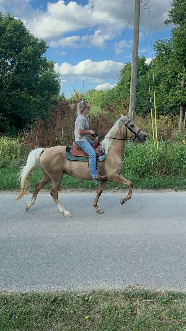 kentucky-mountain-mare