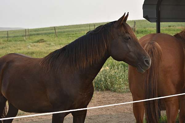 chocolate-barrel-racing-pony