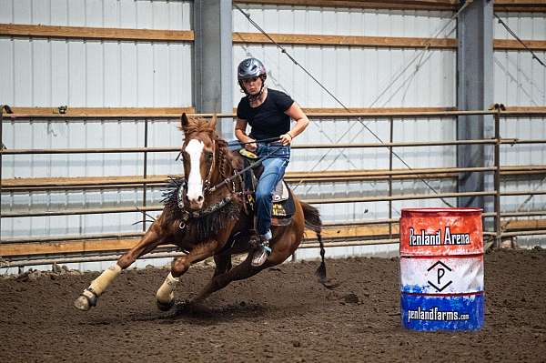 barrel-quarter-horse