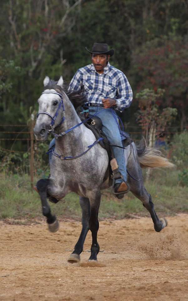 grey-saddlebred-stallion