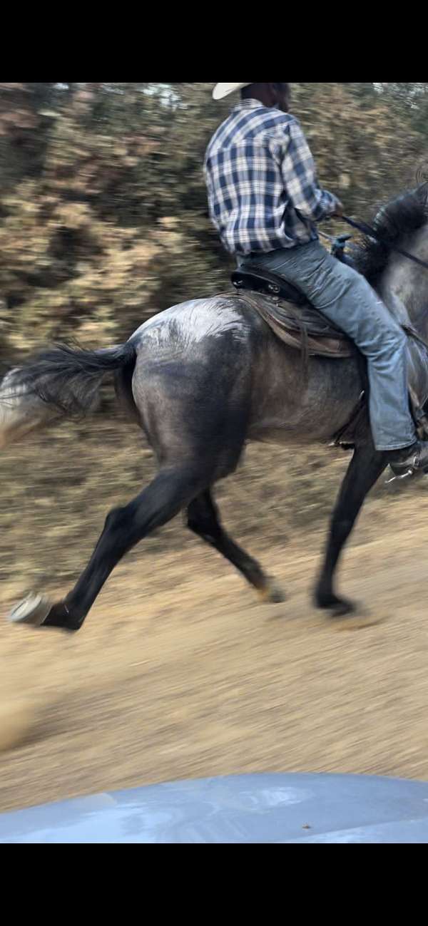 diesel-saddlebred-horse