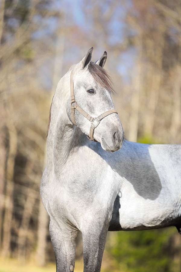 diesel-saddlebred-horse