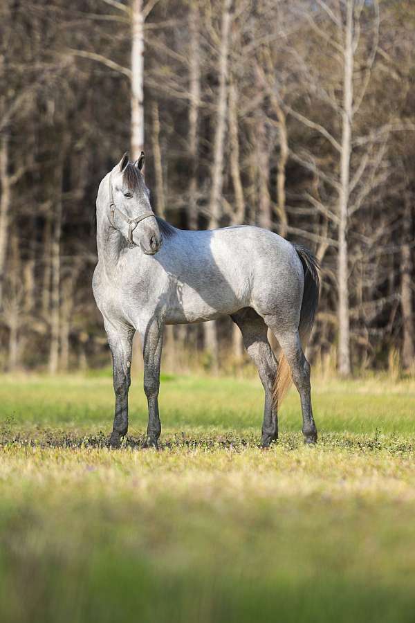 beauty-standardbred-horse