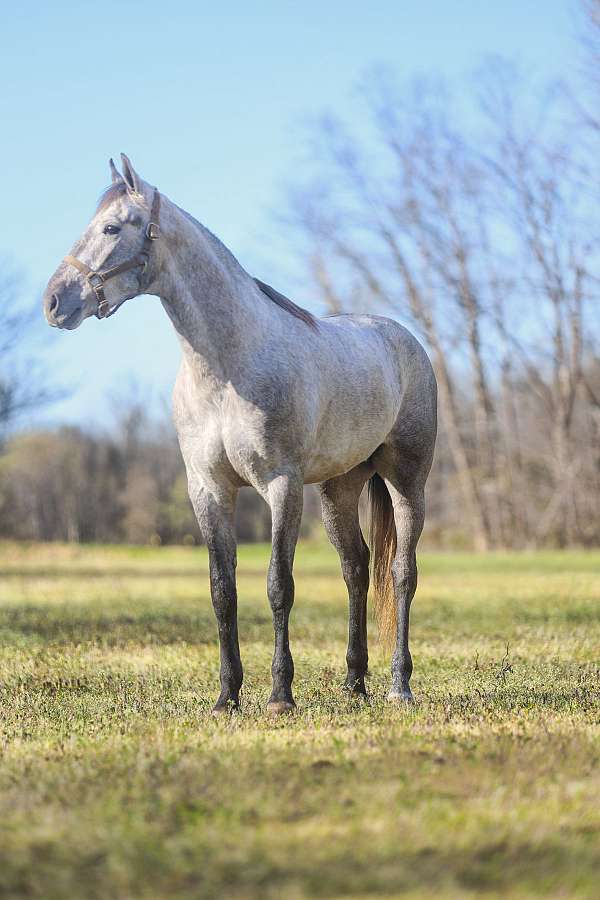 diesel-standardbred-horse