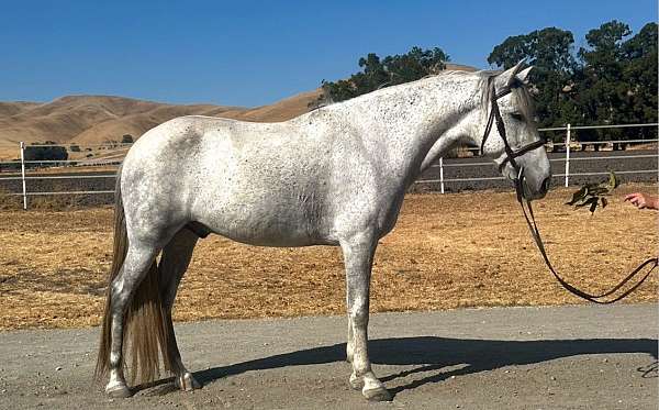 english-andalusian-pony