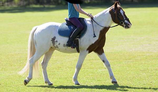 dressage-trained-paint-pony