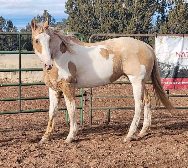 all-around-paint-horse