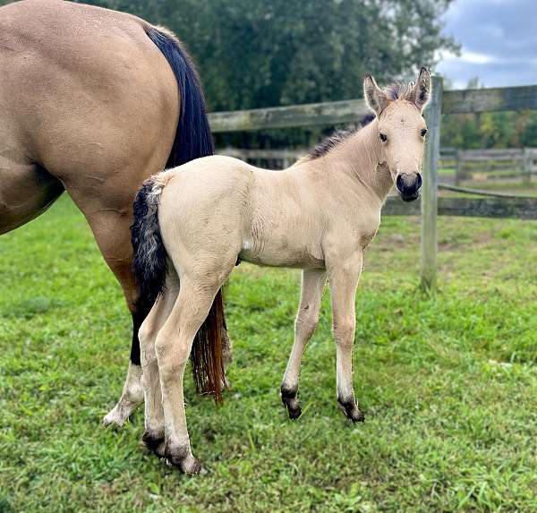 dales-pony-gelding