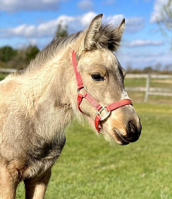 dales-pony-gelding