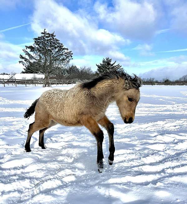 dales-pony-gelding