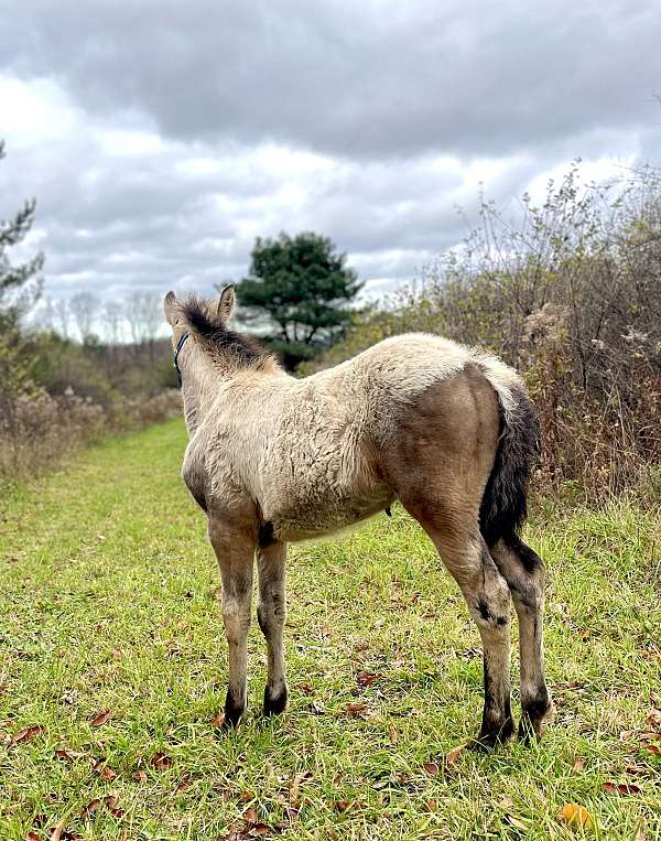 baby-dales-pony