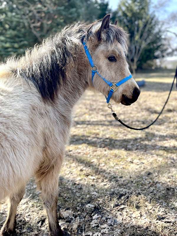 dales-pony-gelding