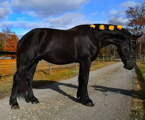 percheron-gelding