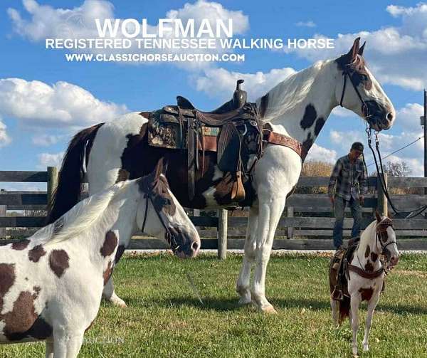 great-build-tennessee-walking-horse