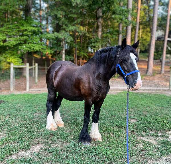 3-white-stockings-1-black-stocking-horse