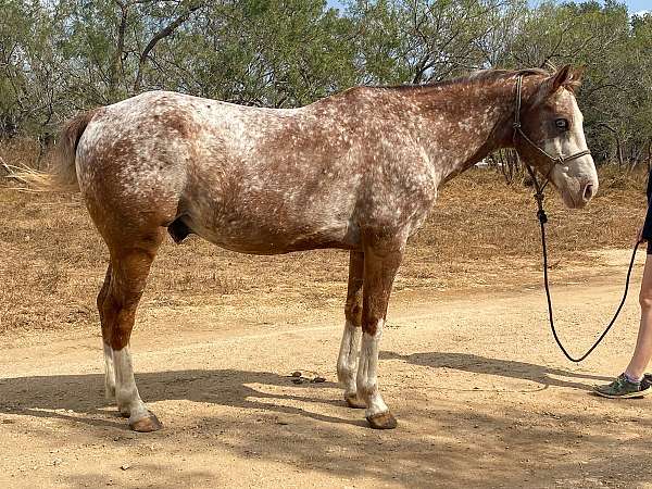 pony-appaloosa-horse