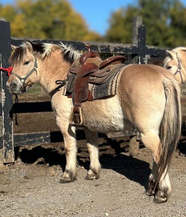 4h-fjord-pony