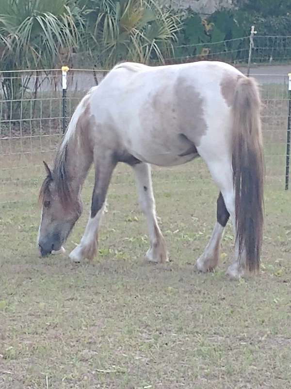 grey-all-around-driving-horse