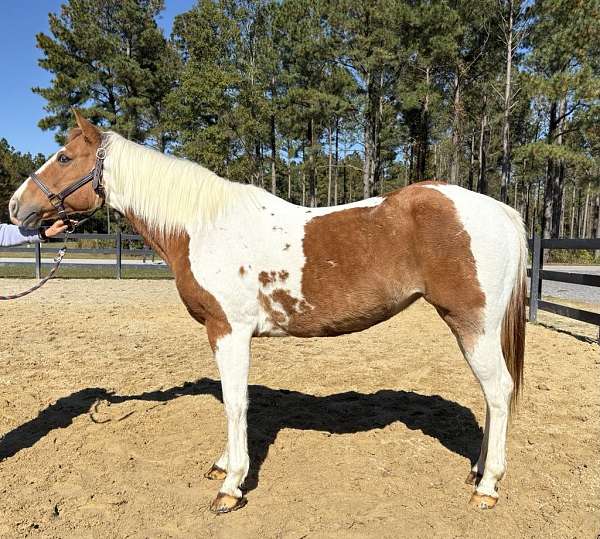 pinto-quarter-horse-mare