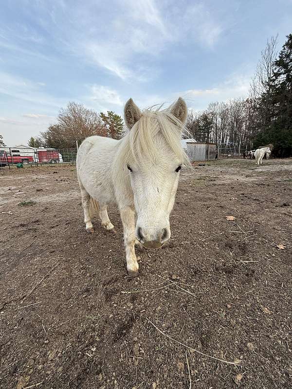 palomino-palomino-pony-filly-mare