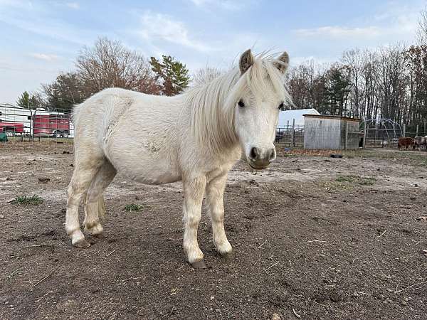 farrier-miniature-pony