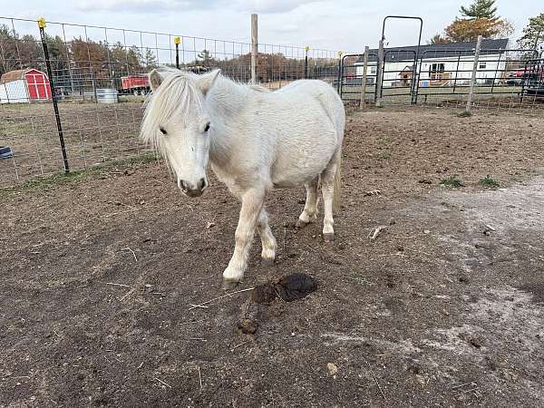 palomino-filly-miniature-pony