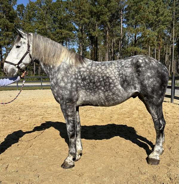 grey-percheron-gelding